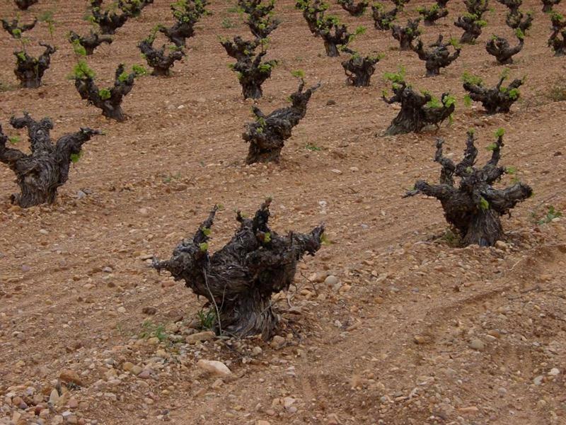 Casa Rural Parajes Del Jucar Casas de Benítez エクステリア 写真