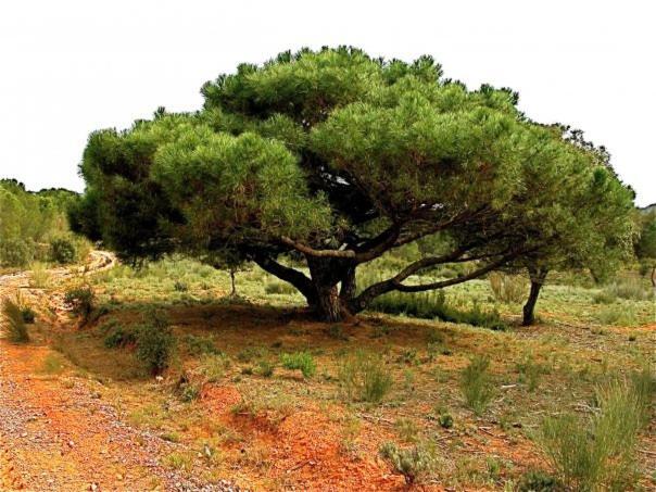 Casa Rural Parajes Del Jucar Casas de Benítez エクステリア 写真